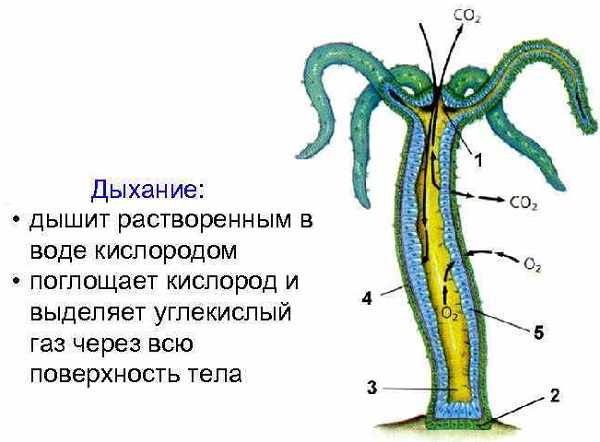 Кракен ссылка работает